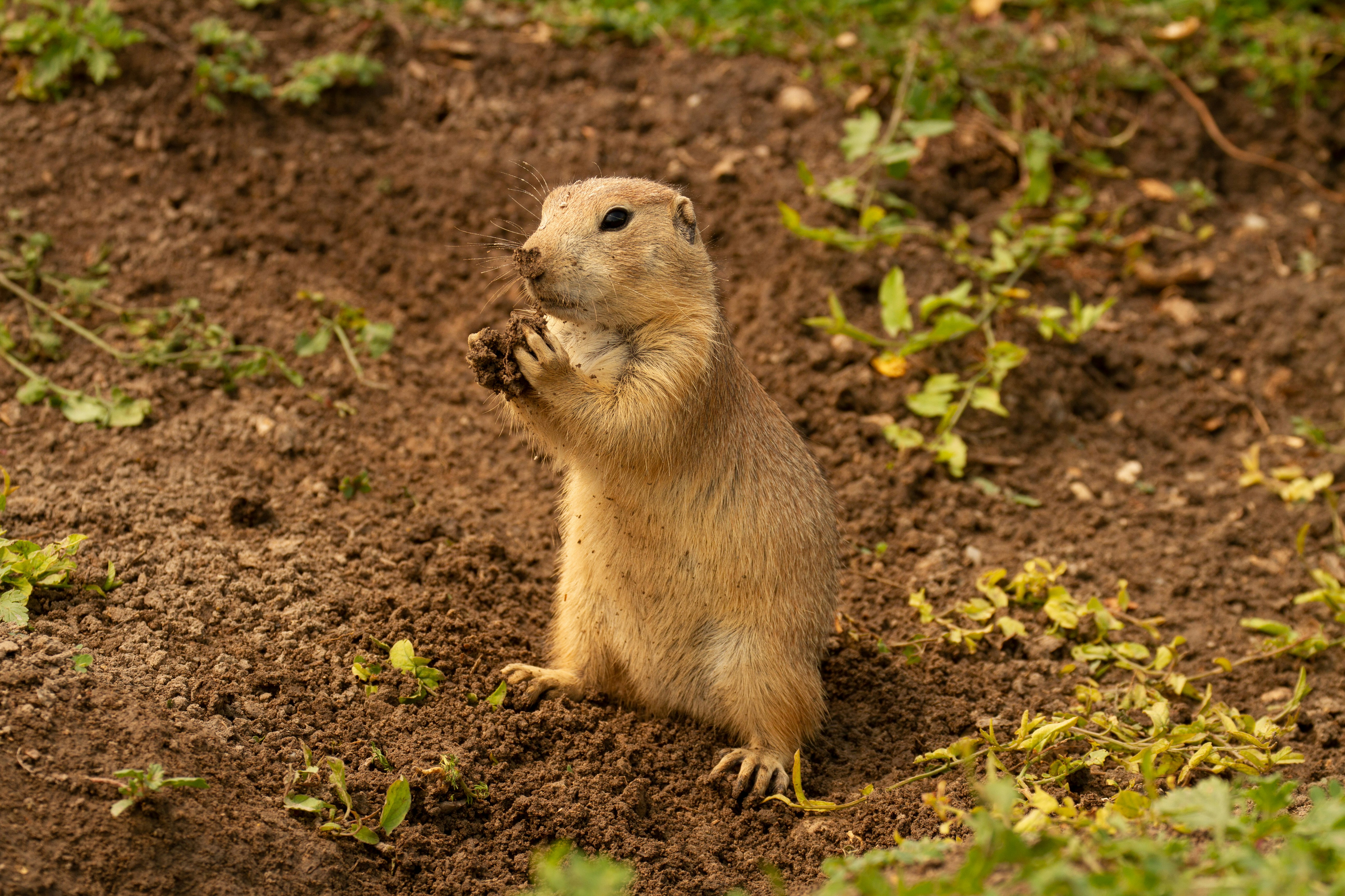 brown rodent on brown soil