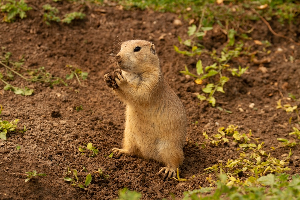 brown rodent on brown soil