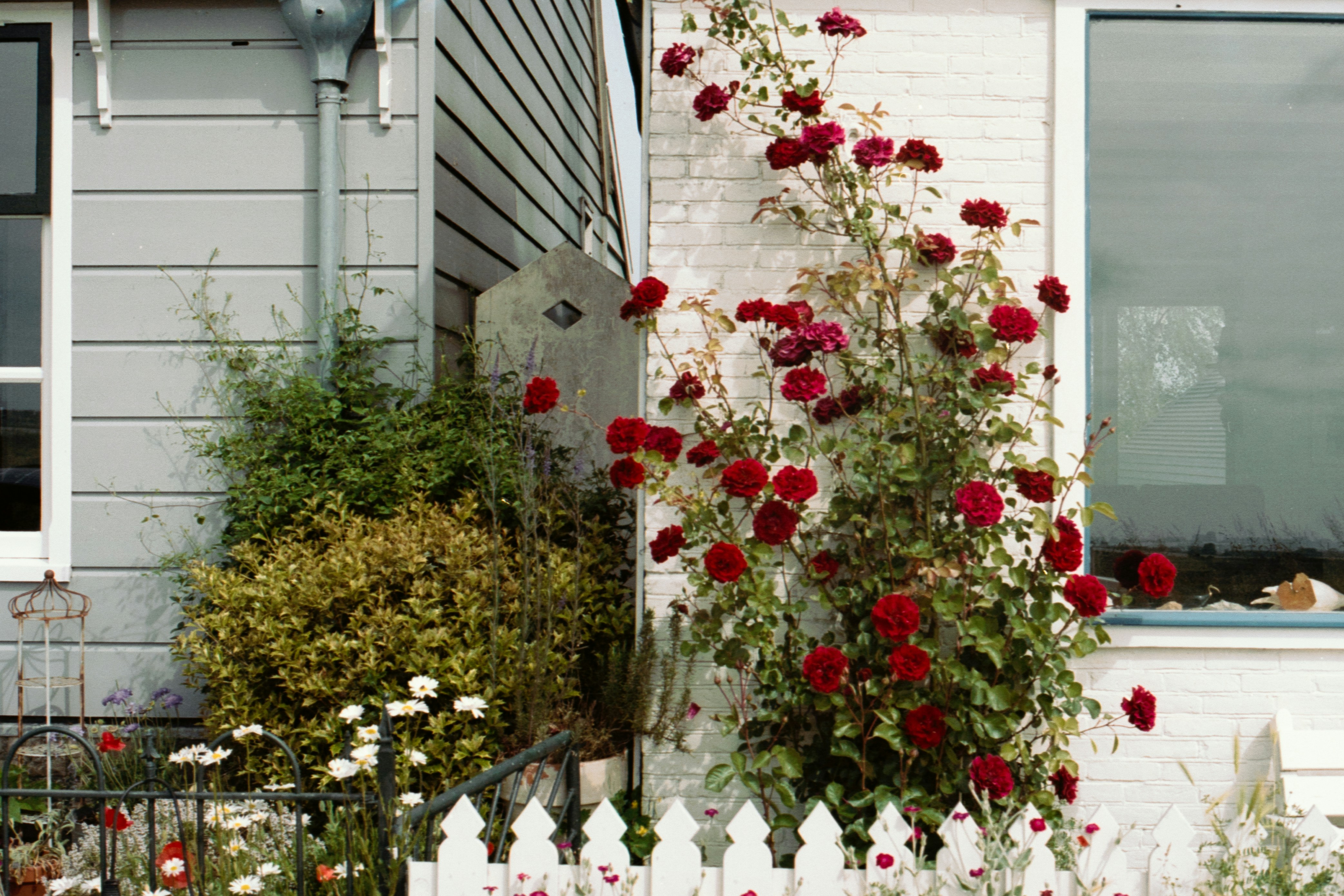 White weatherboard house with red roses and picket fence