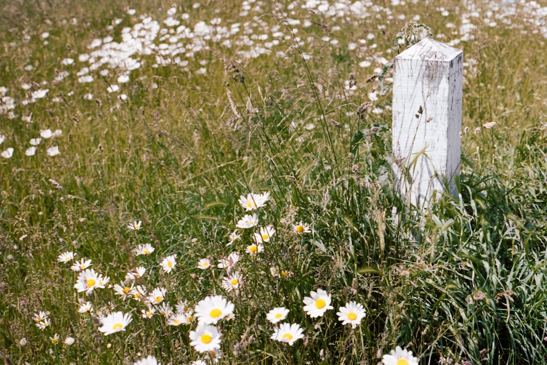 white flowers on green grass field