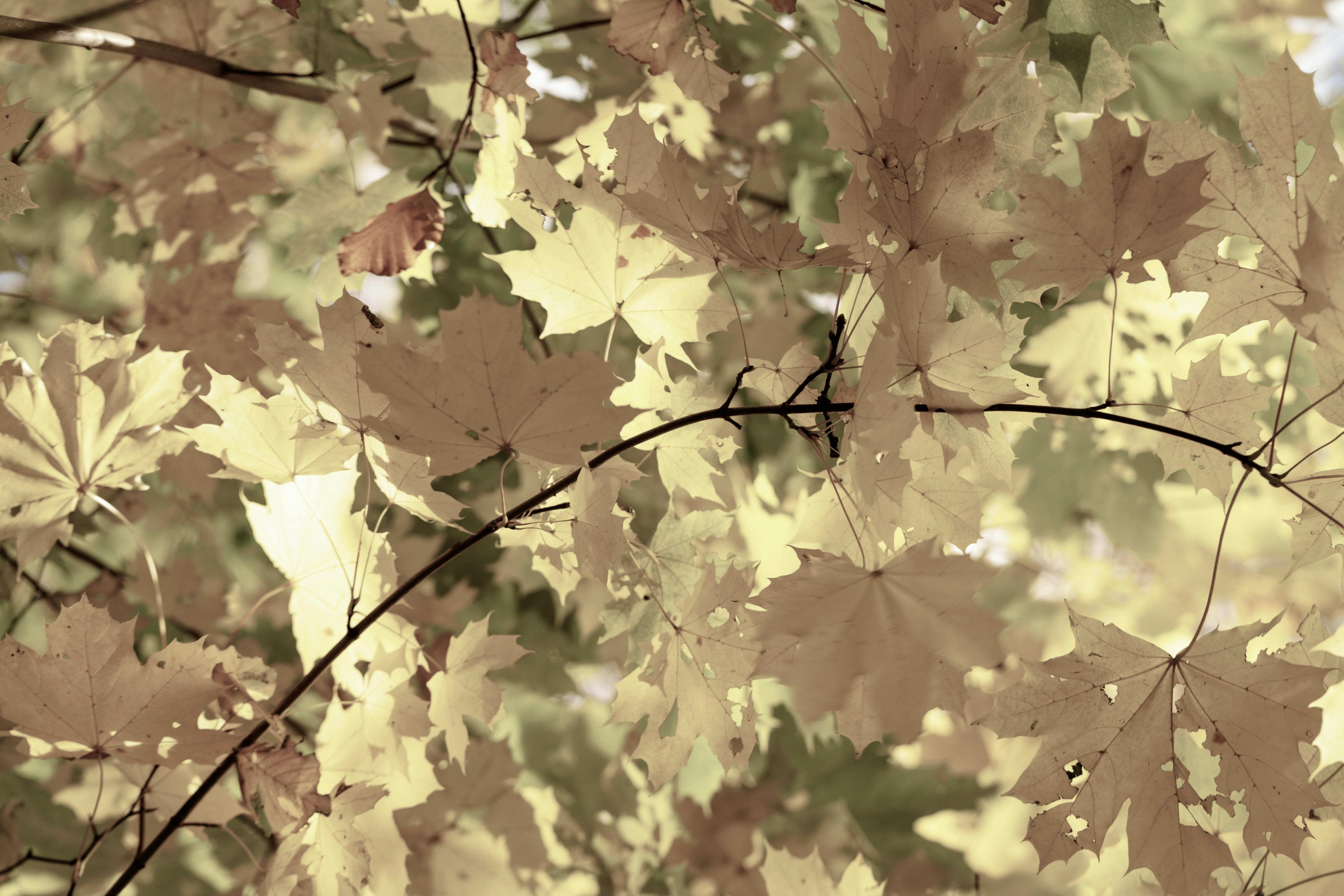 yellow and brown maple leaves