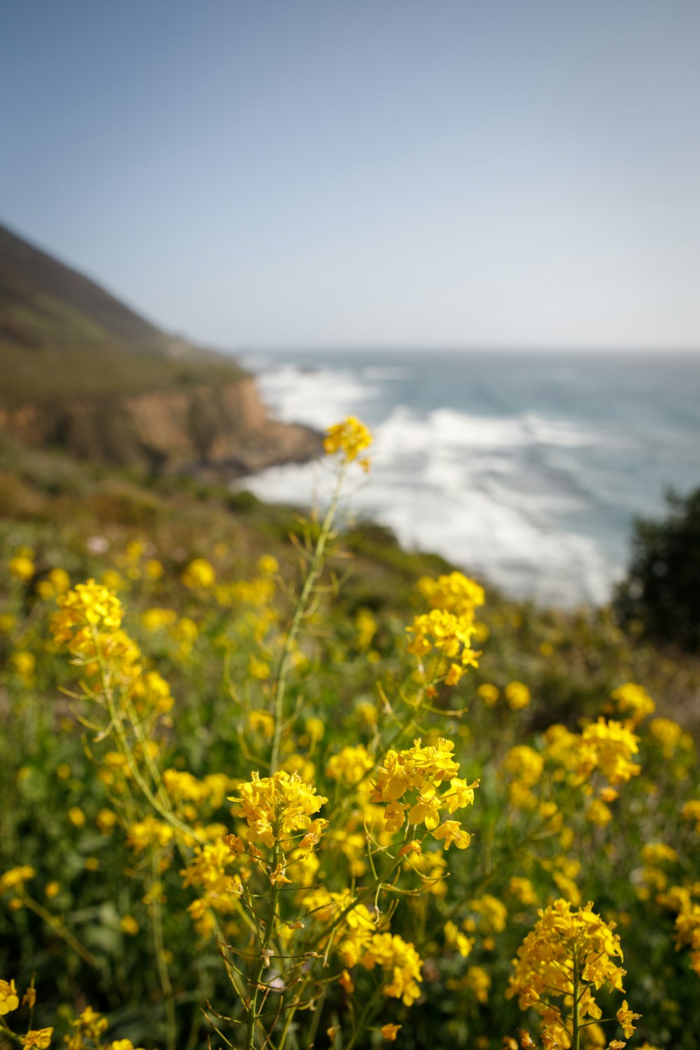 yellow flower near body of water during daytime