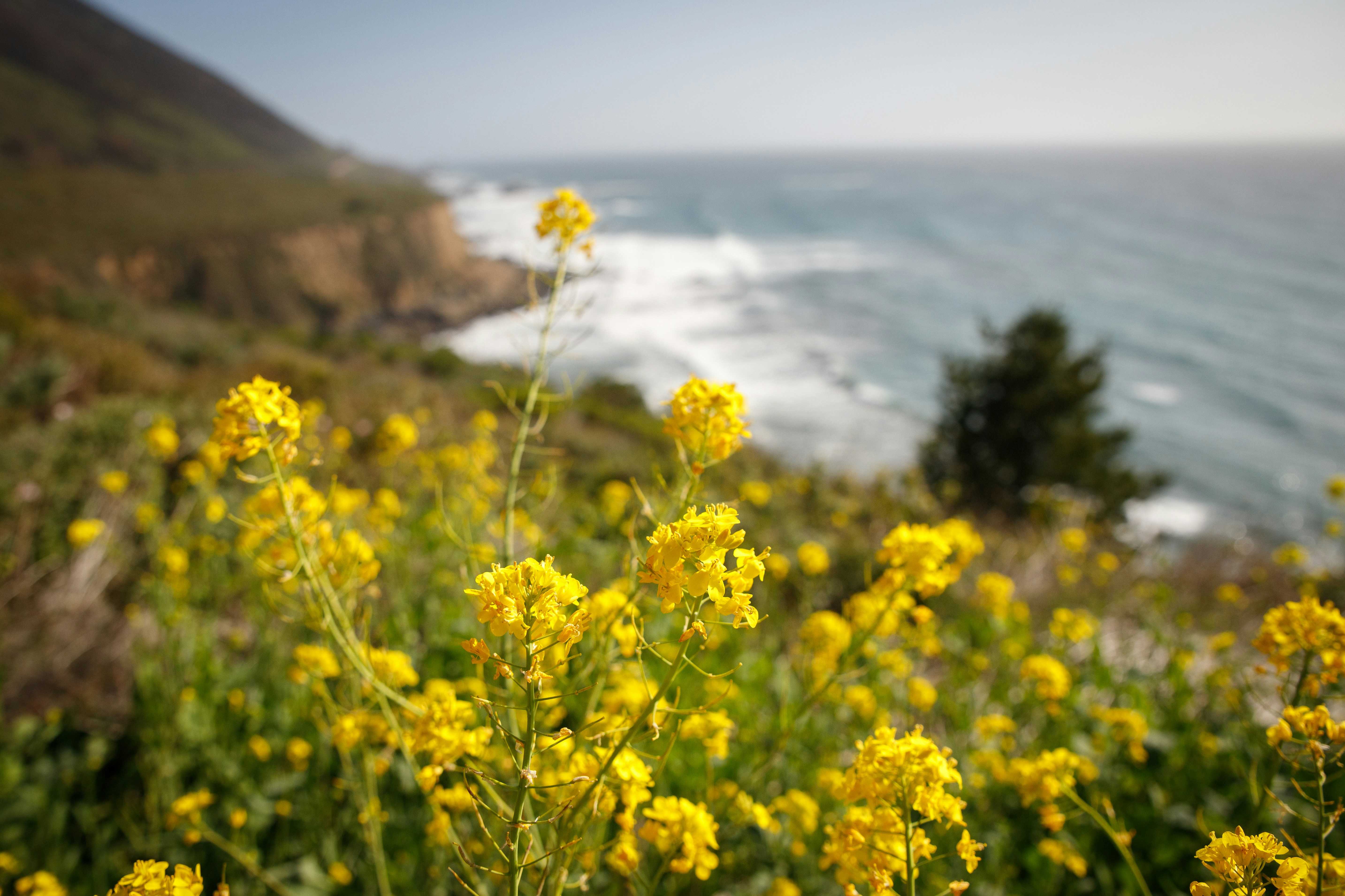 flores amarillas cerca del cuerpo de agua durante el día