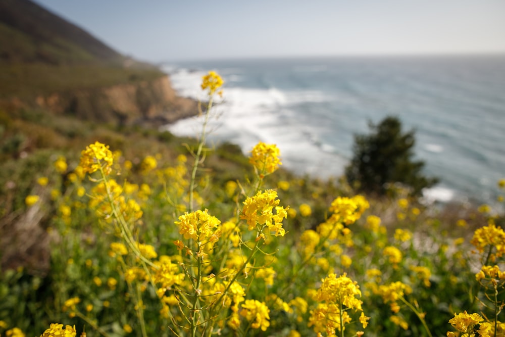 yellow flowers near body of water during daytime