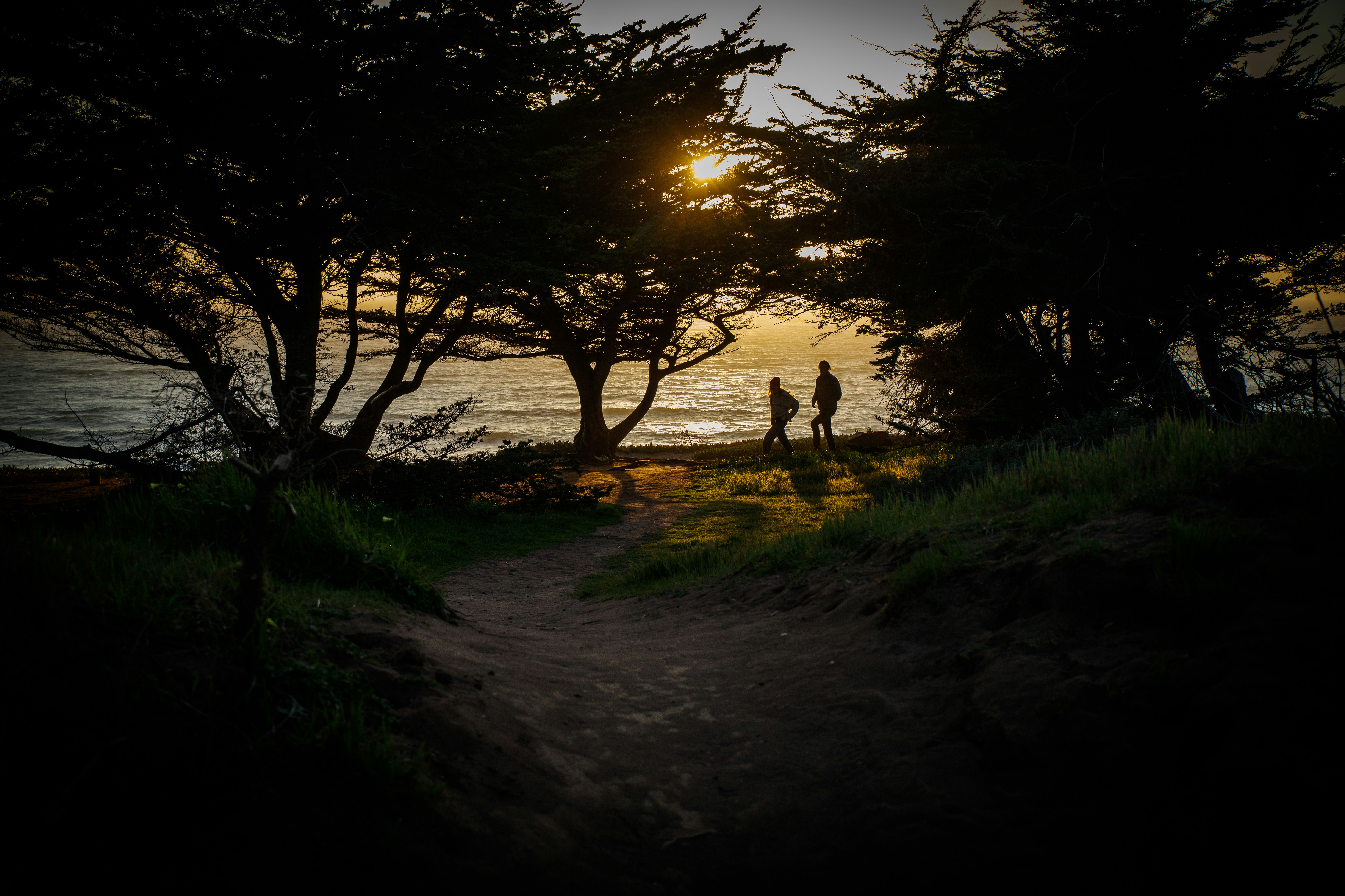 Silueta de perro en camino de tierra durante la puesta del sol