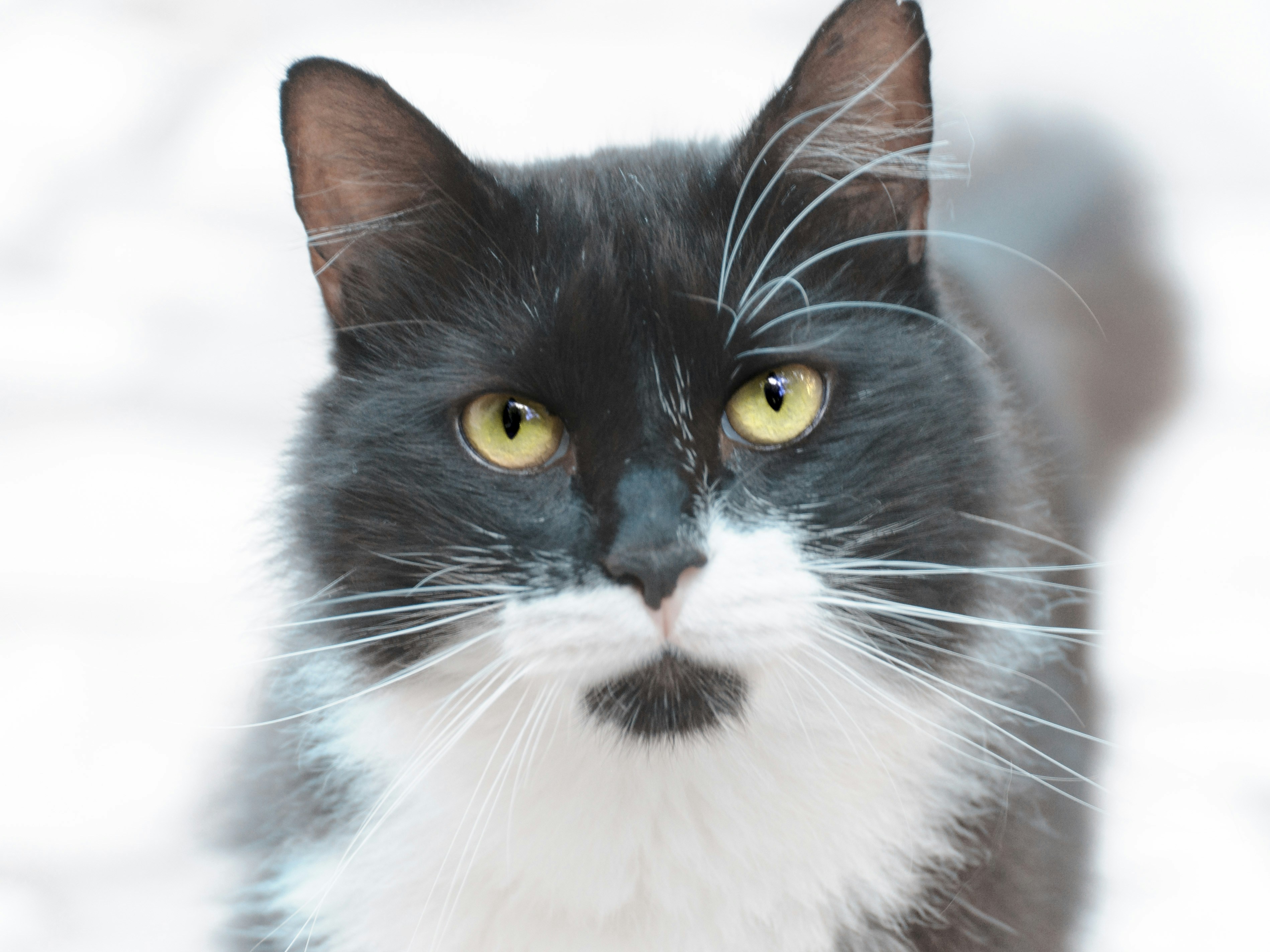 black and white cat in close up photography