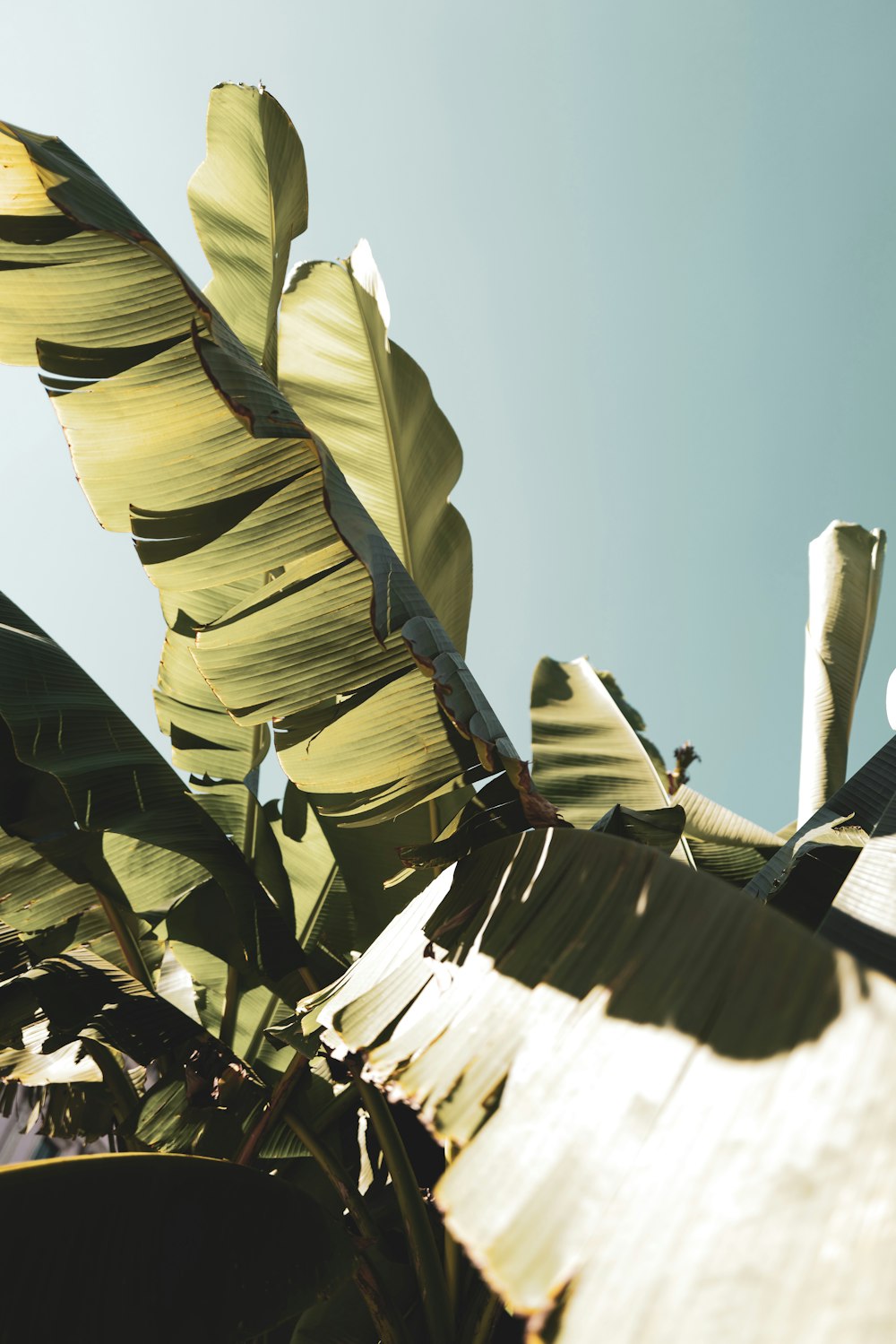 green banana leaves on brown wooden stick