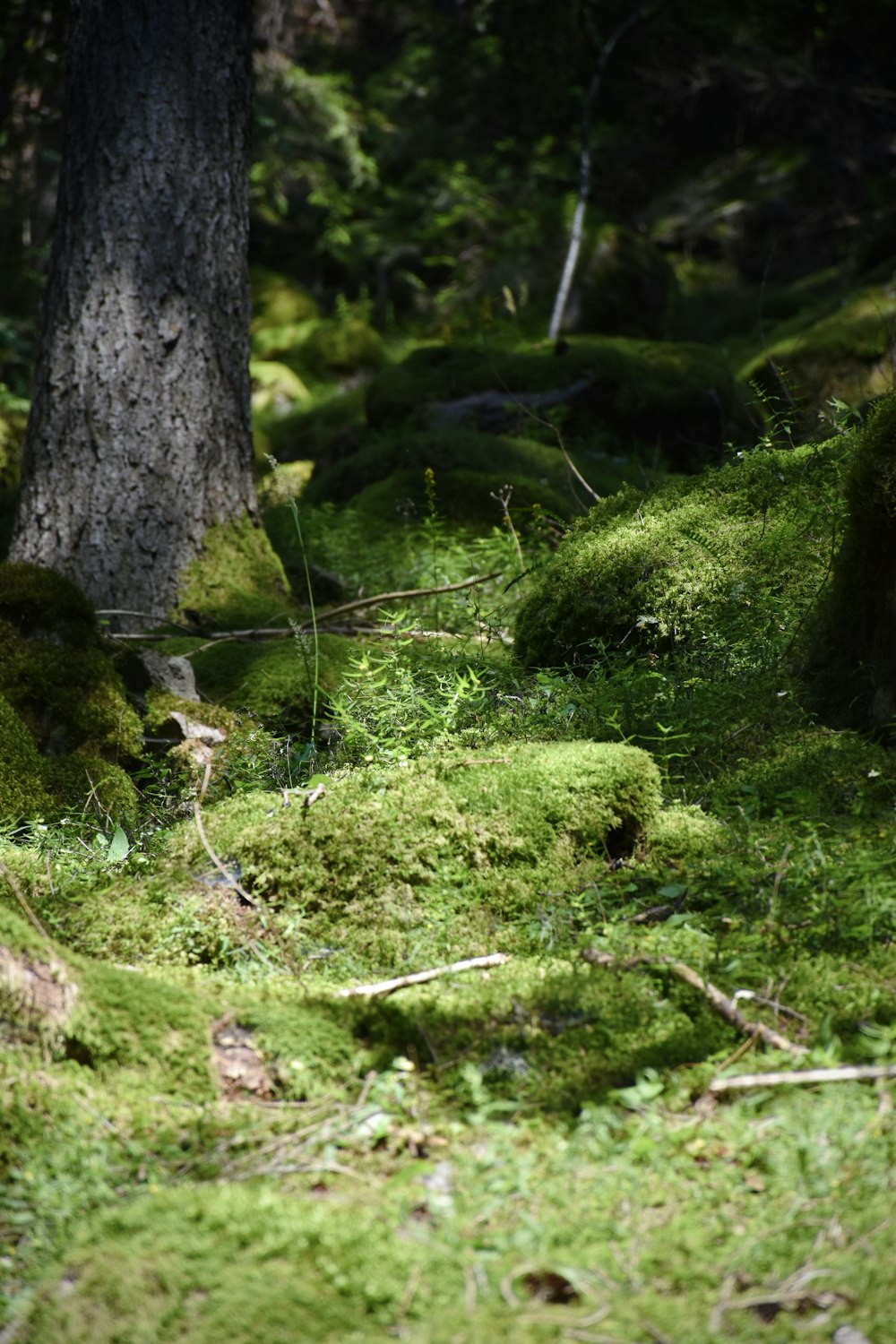 green moss on brown tree trunk