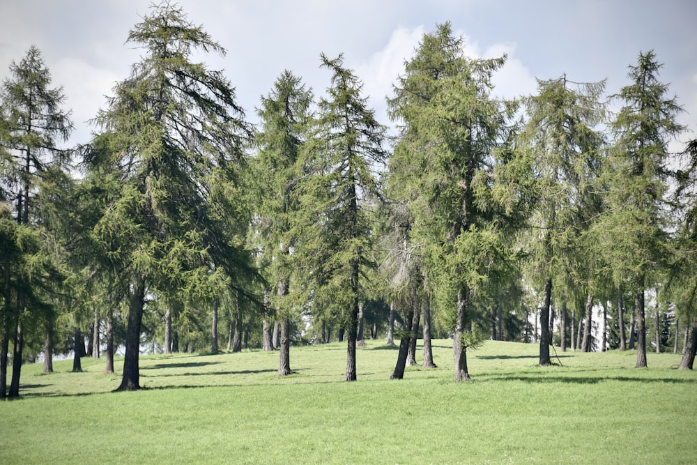 green grass field with green trees under blue sky during daytime