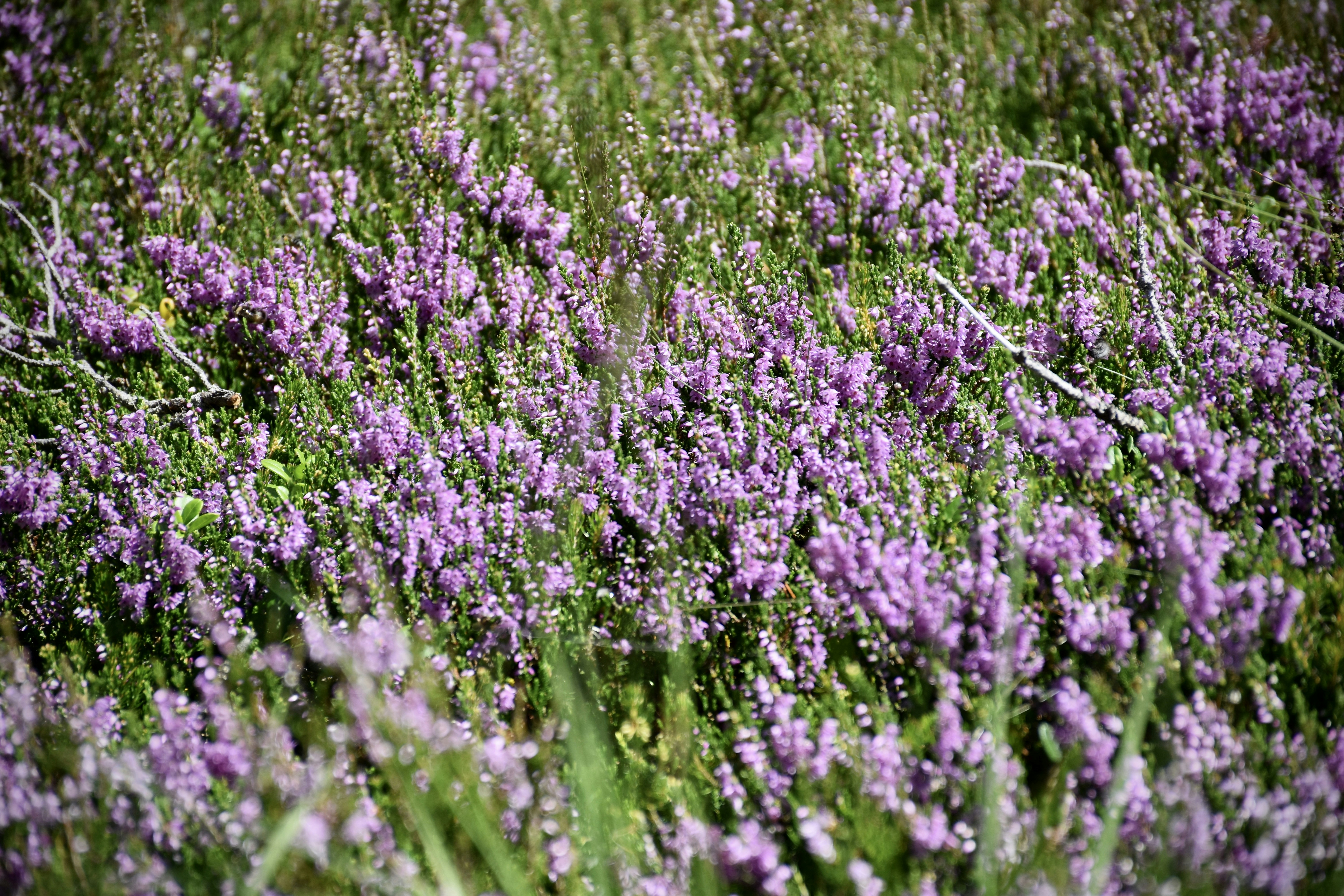 Photo by arnosenoner