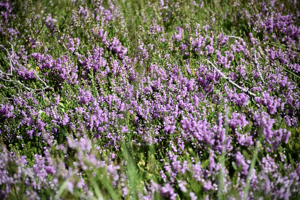 purple flower field during daytime