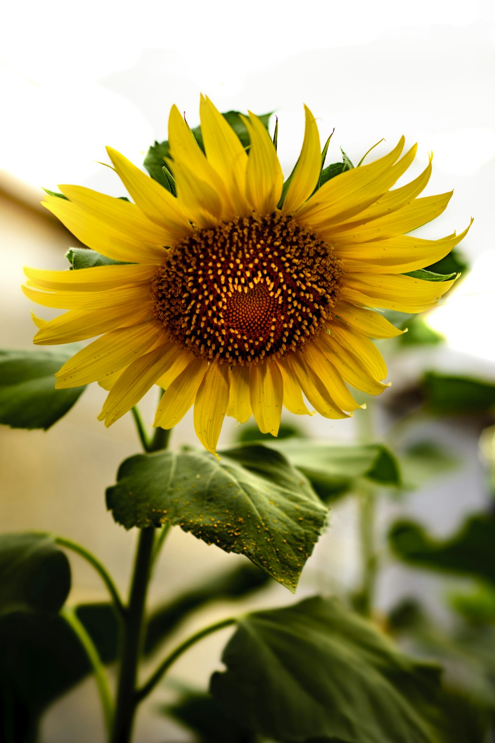 yellow sunflower in close up photography