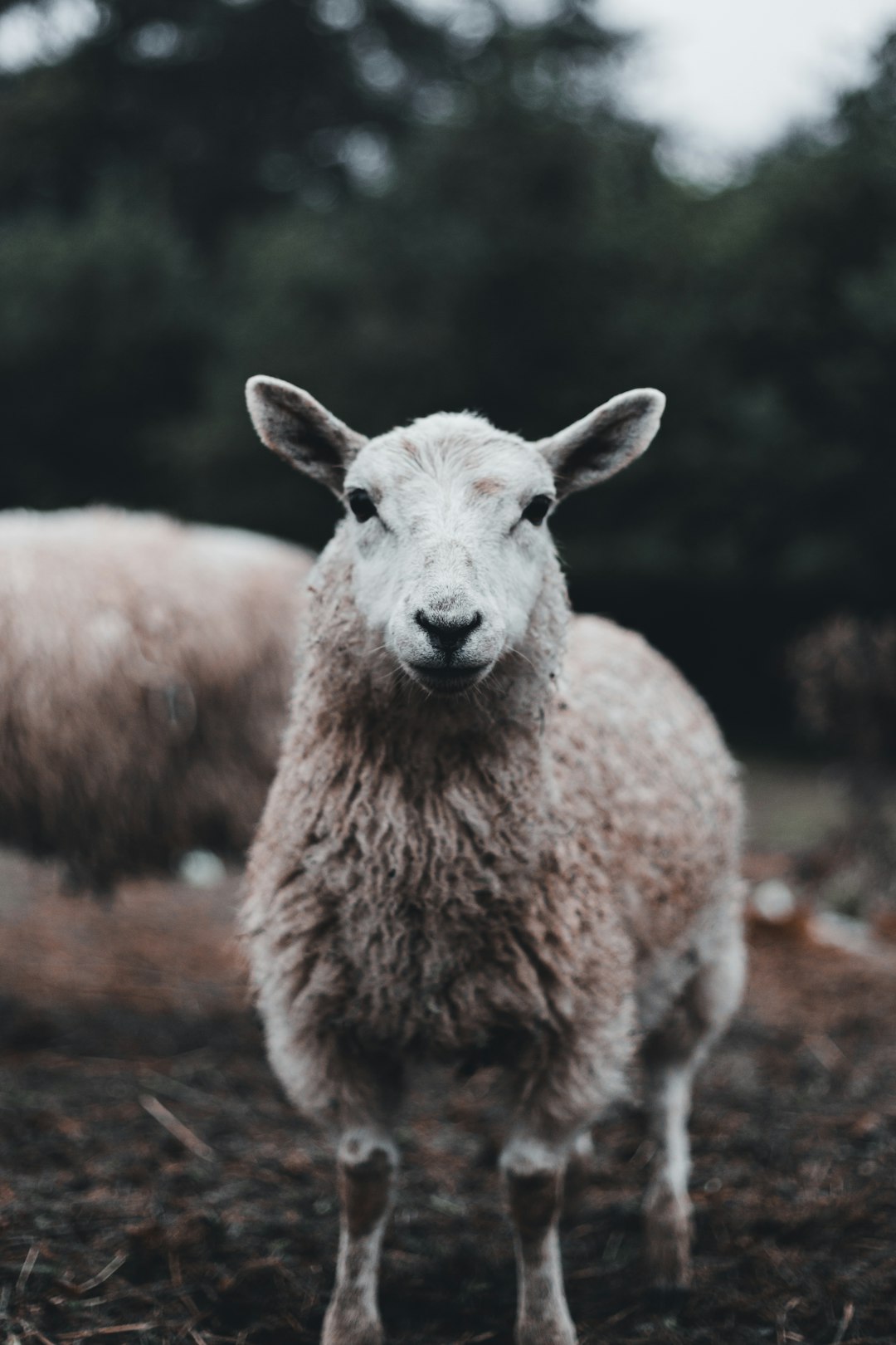 brown sheep on brown ground during daytime