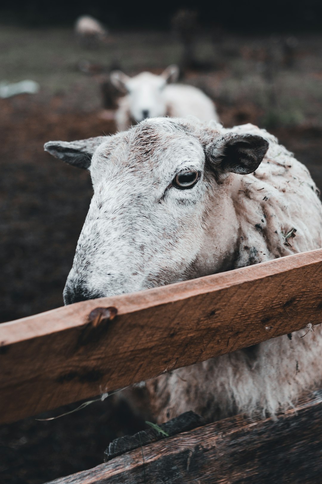 white sheep on brown wooden fence