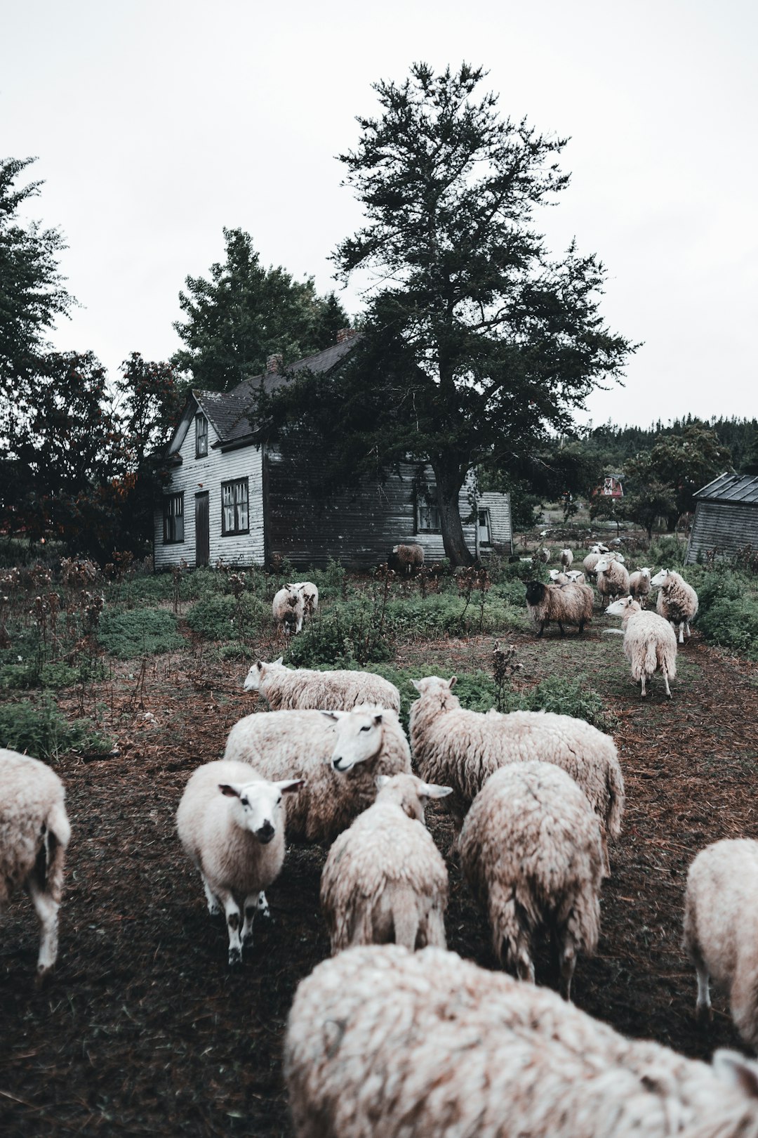 herd of sheep on green grass field during daytime