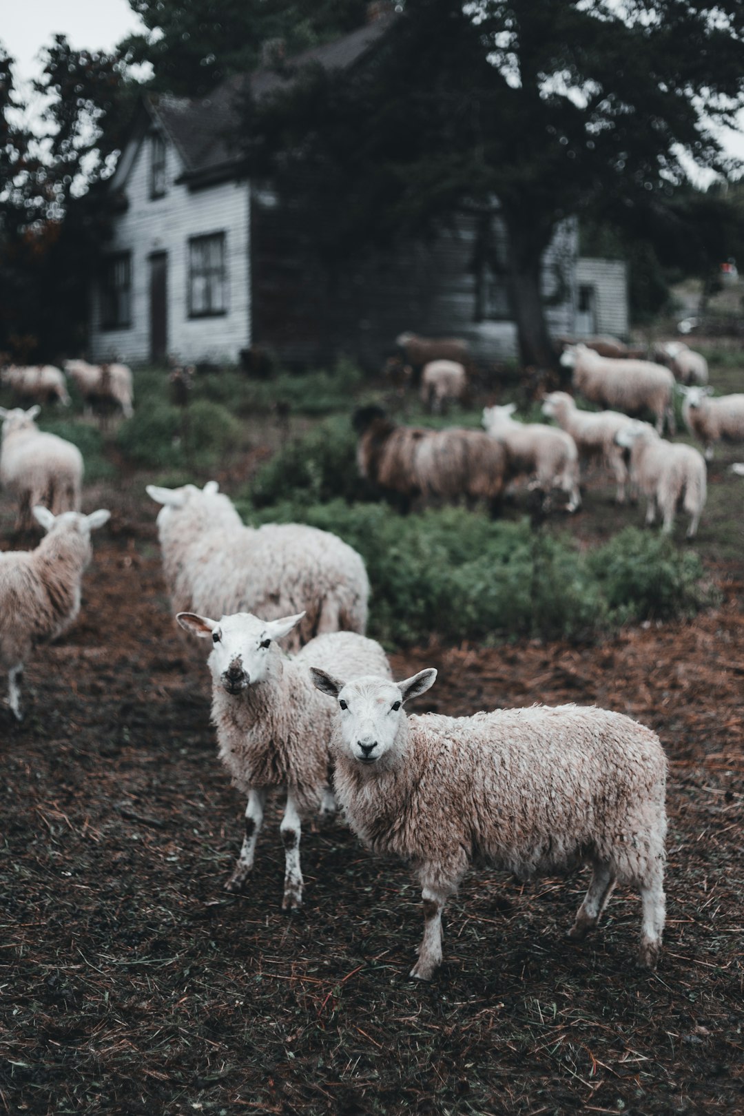 herd of sheep on green grass field during daytime