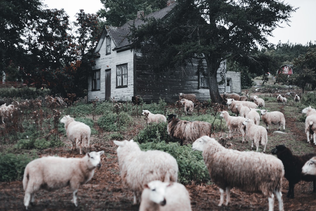 herd of sheep on green grass field during daytime