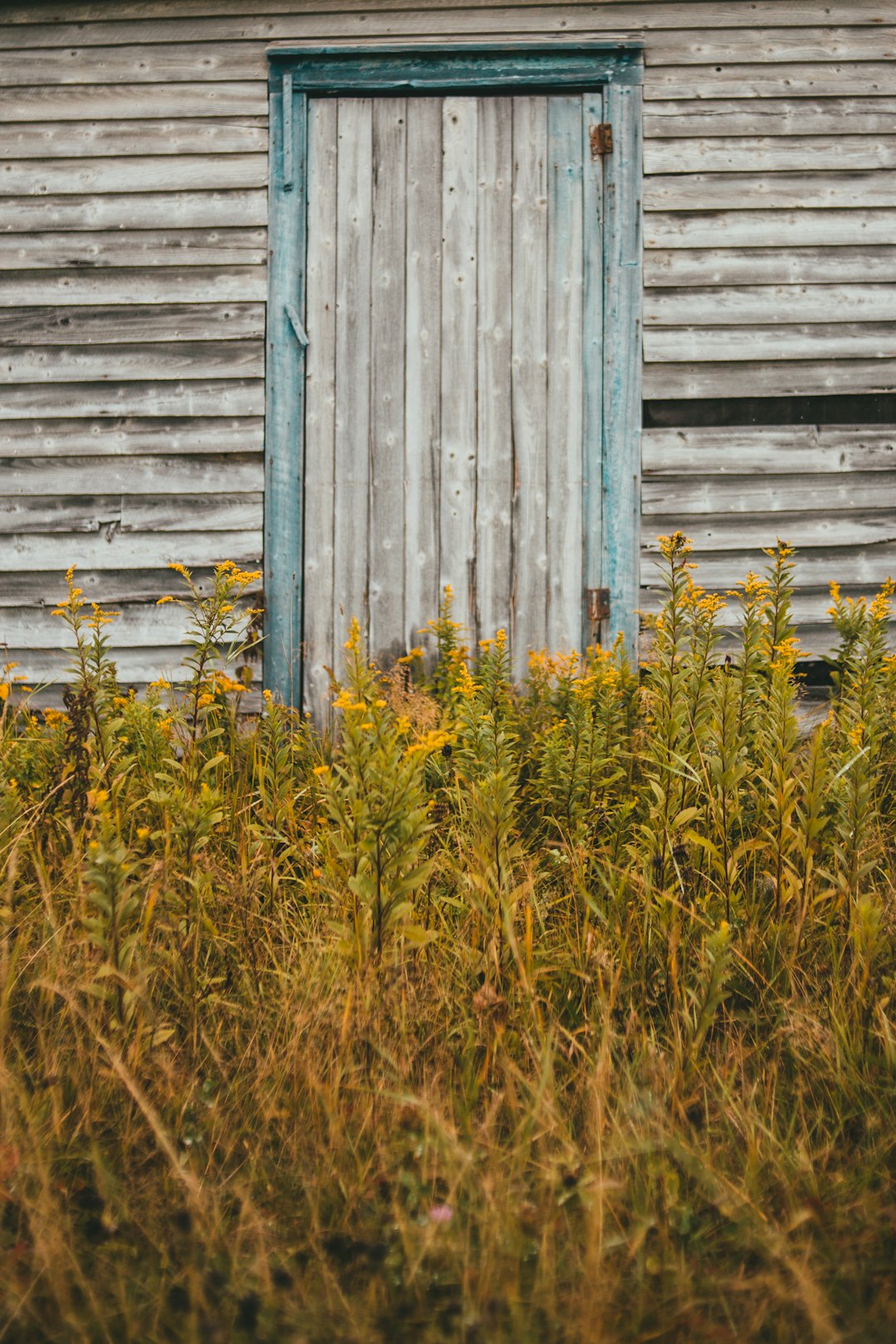 yellow flowers beside blue wooden wall