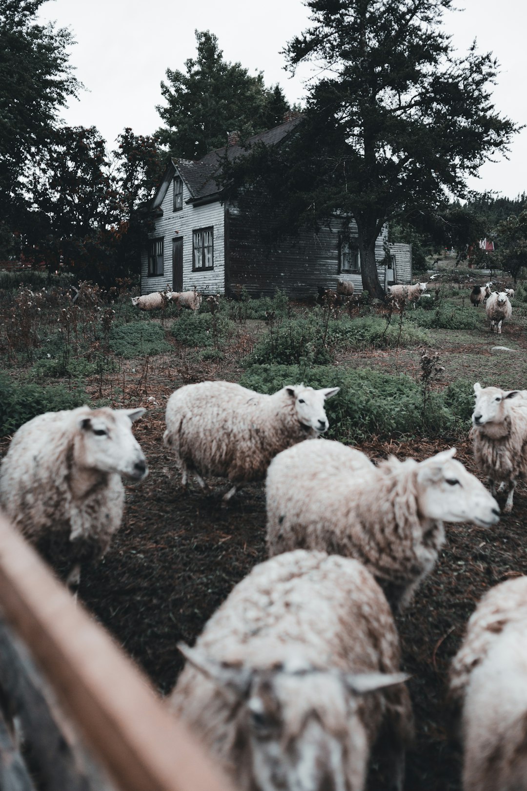 herd of sheep on green grass field during daytime