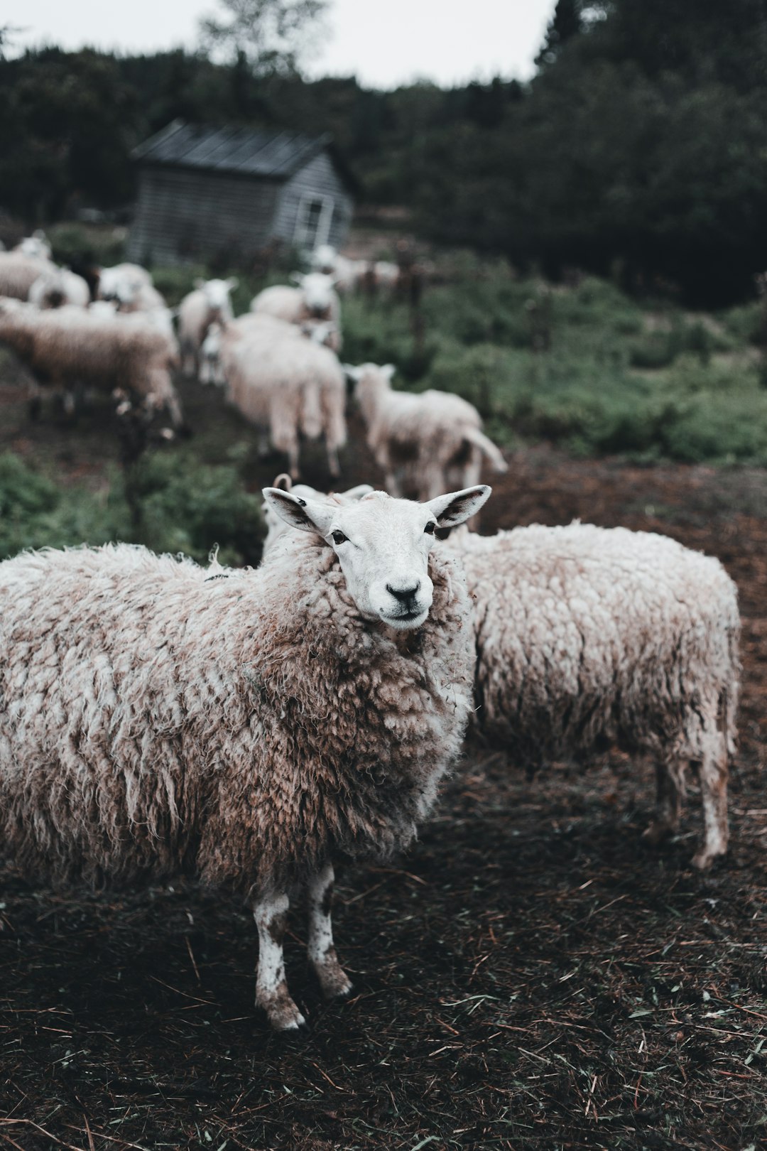 white sheep on green grass during daytime