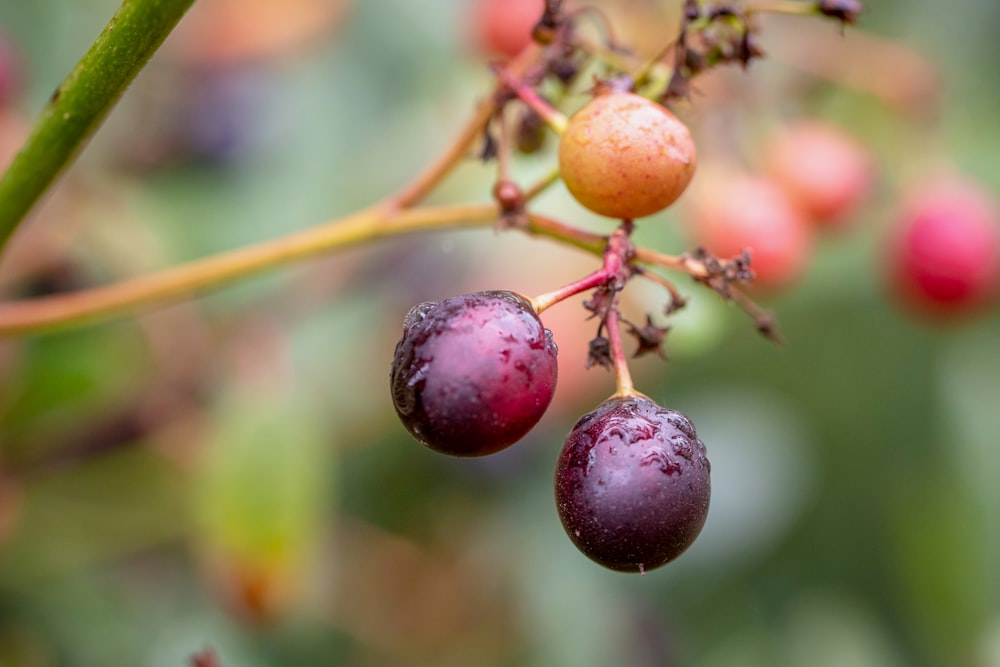 Fruta redonda roja en lente de cambio de inclinación