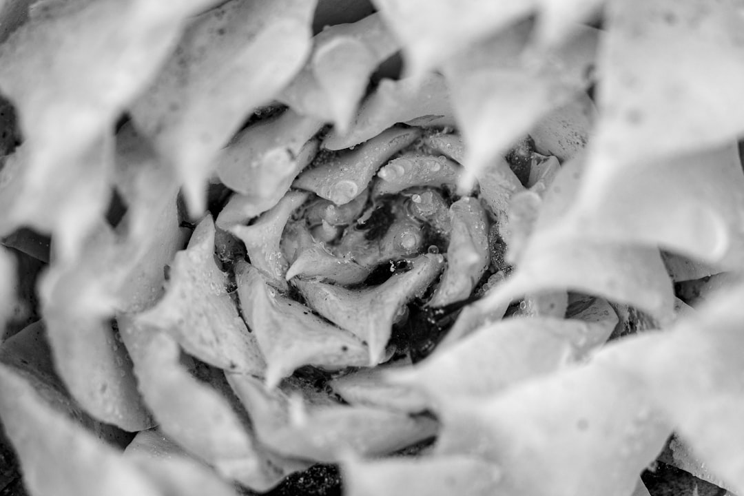 grayscale photo of a flower