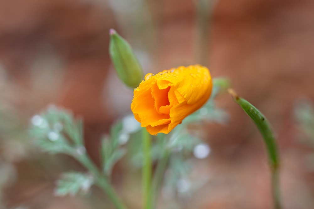 Flor de naranjo en lente de cambio de inclinación