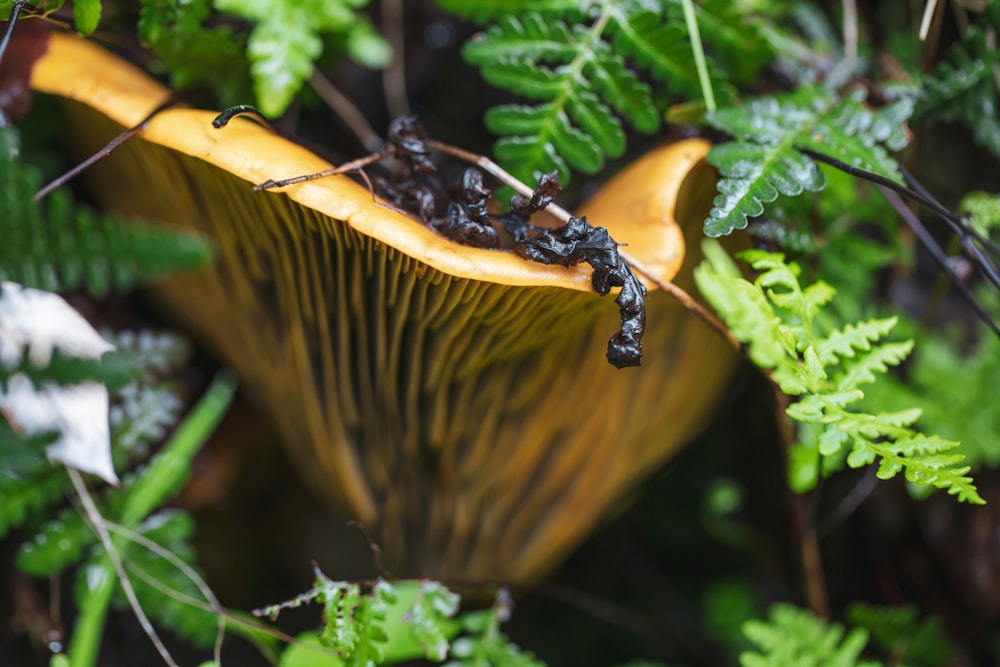 black and brown butterfly on brown mushroom