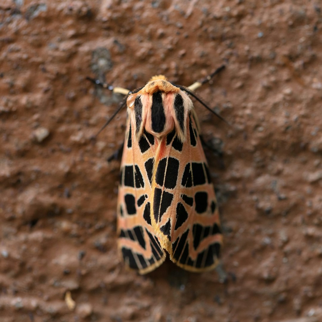 brown and black moth on brown surface