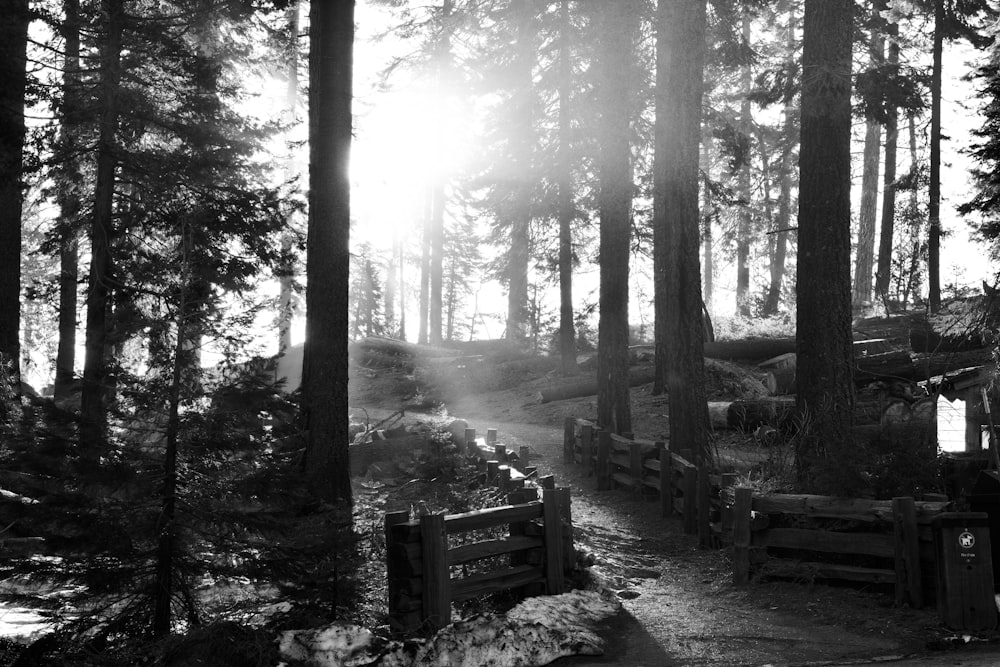 grayscale photo of trees and bench