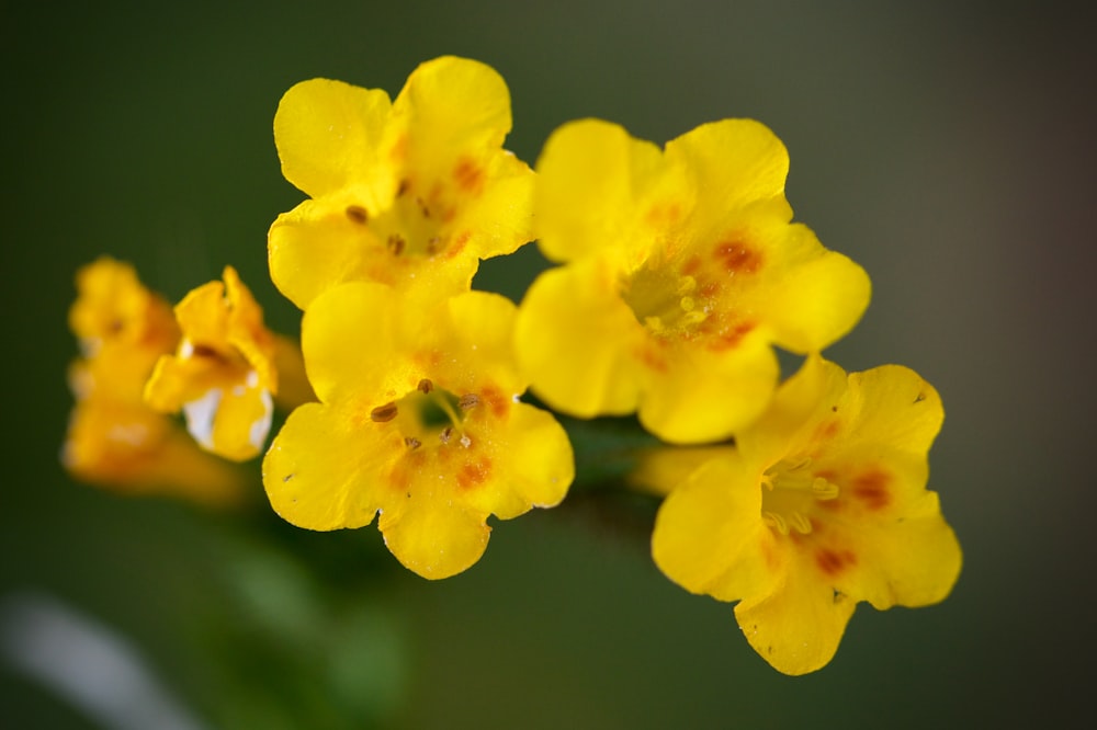 yellow flower in macro shot