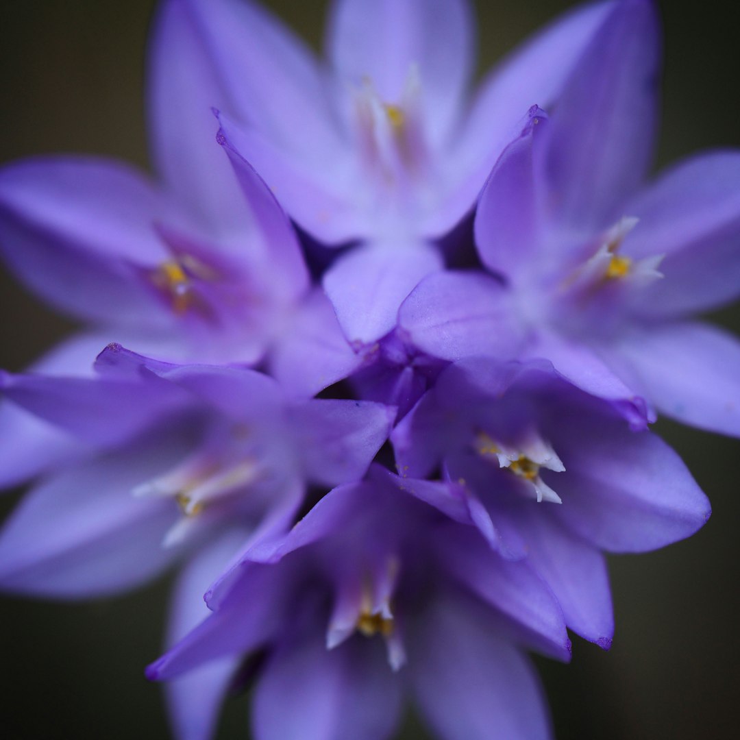 purple flower in macro shot