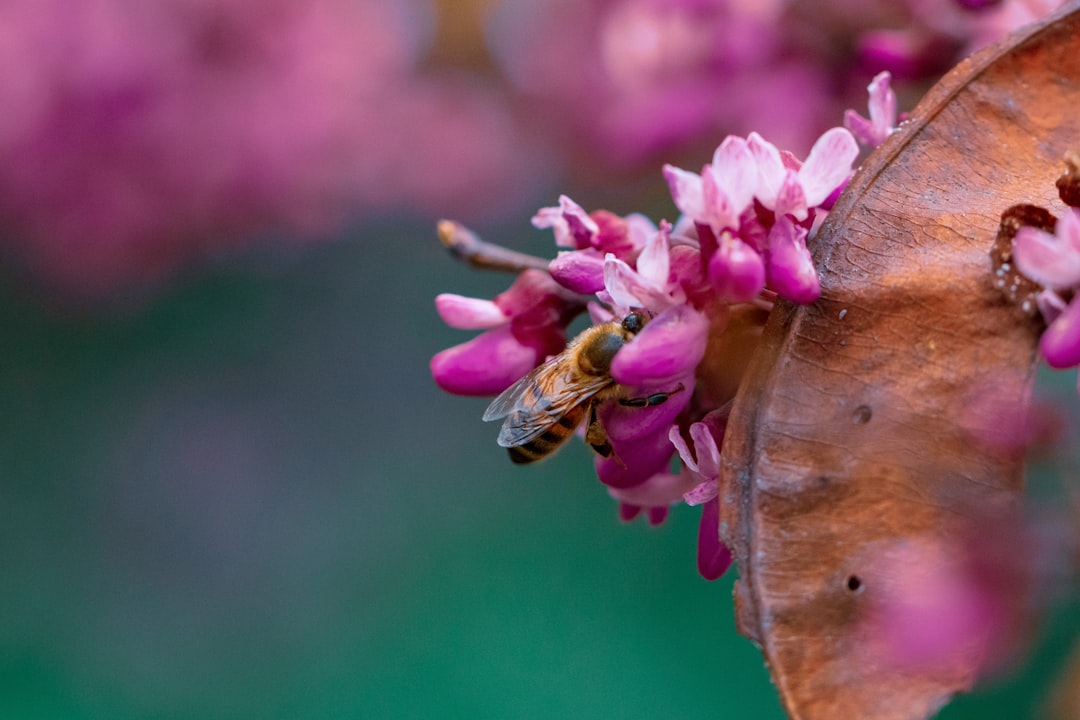 brown butterfly perched on pink flower in close up photography during daytime