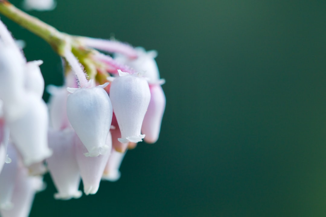 white and pink flower in macro lens