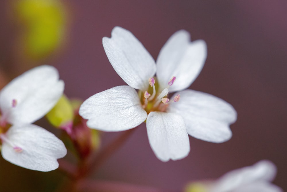 white flower in macro shot