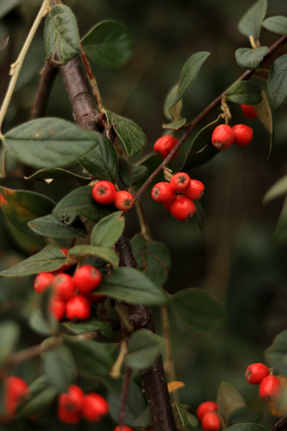 red round fruits on green leaves