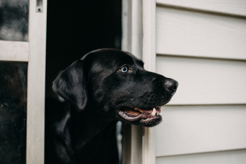 Train Your Dog to Back Away From Open Doors: A Safety Guide