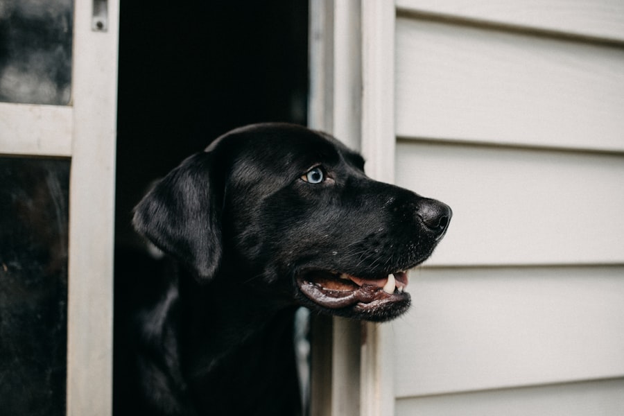 Dog waiting calmly at an open doorway during door manners training