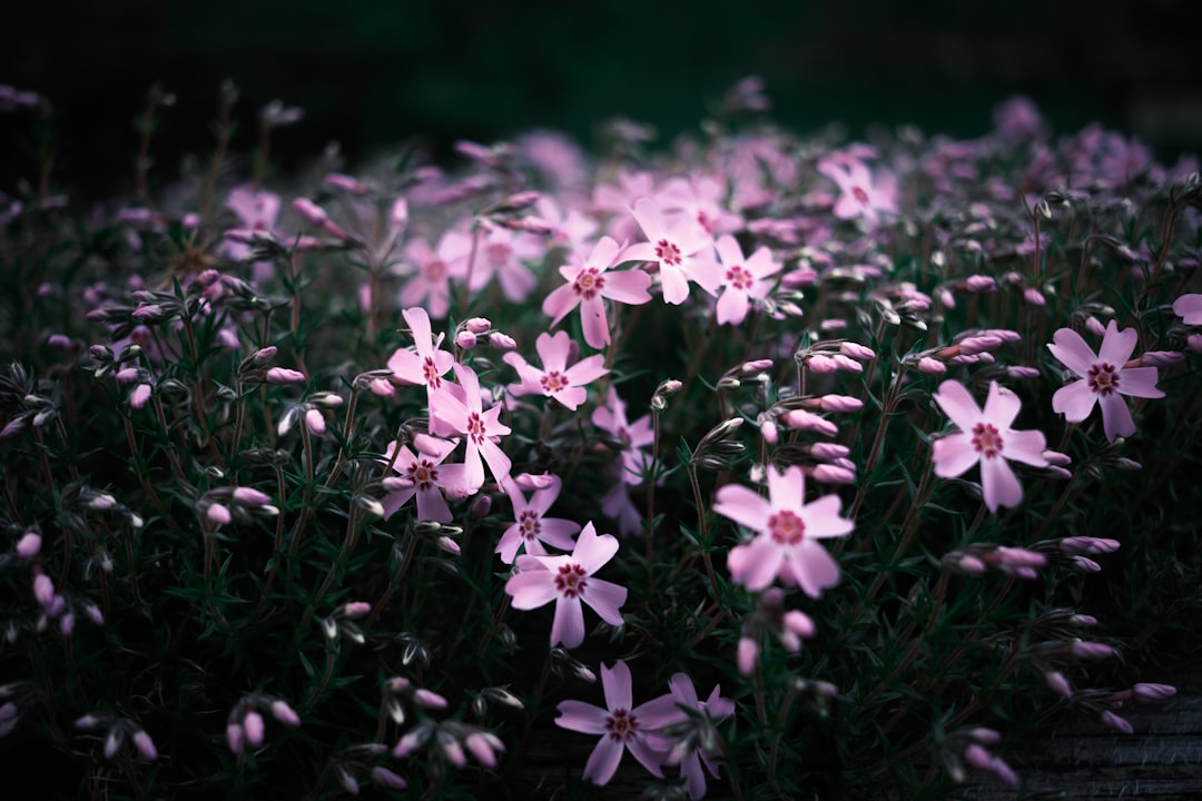 purple flowers on green grass during daytime