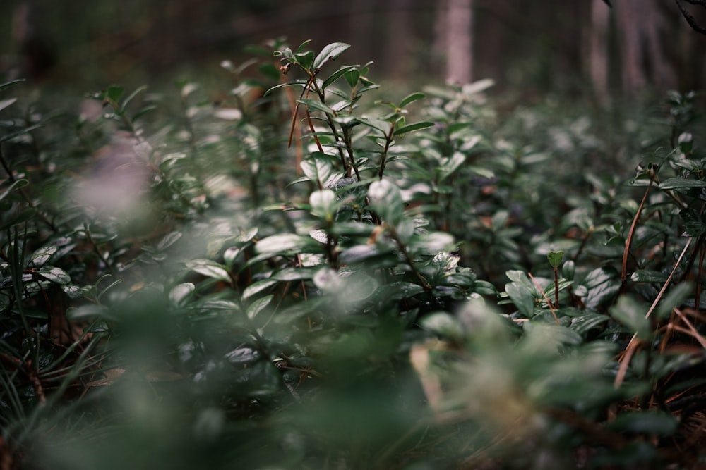 green plant in tilt shift lens