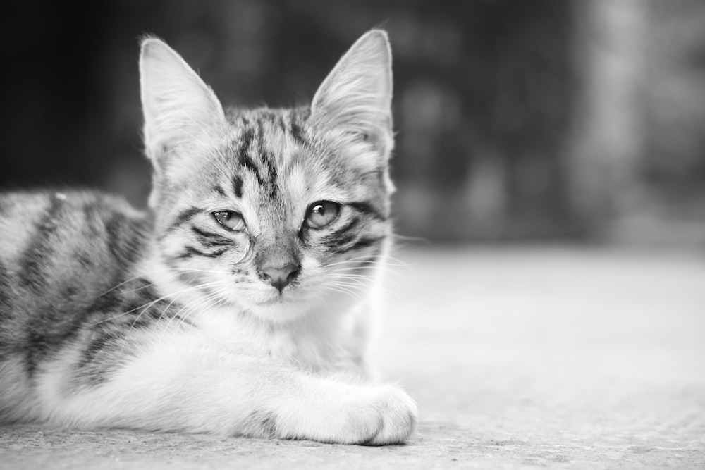 grayscale photo of tabby cat