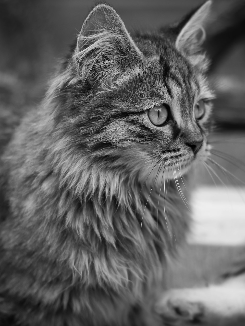 grayscale photo of long fur cat