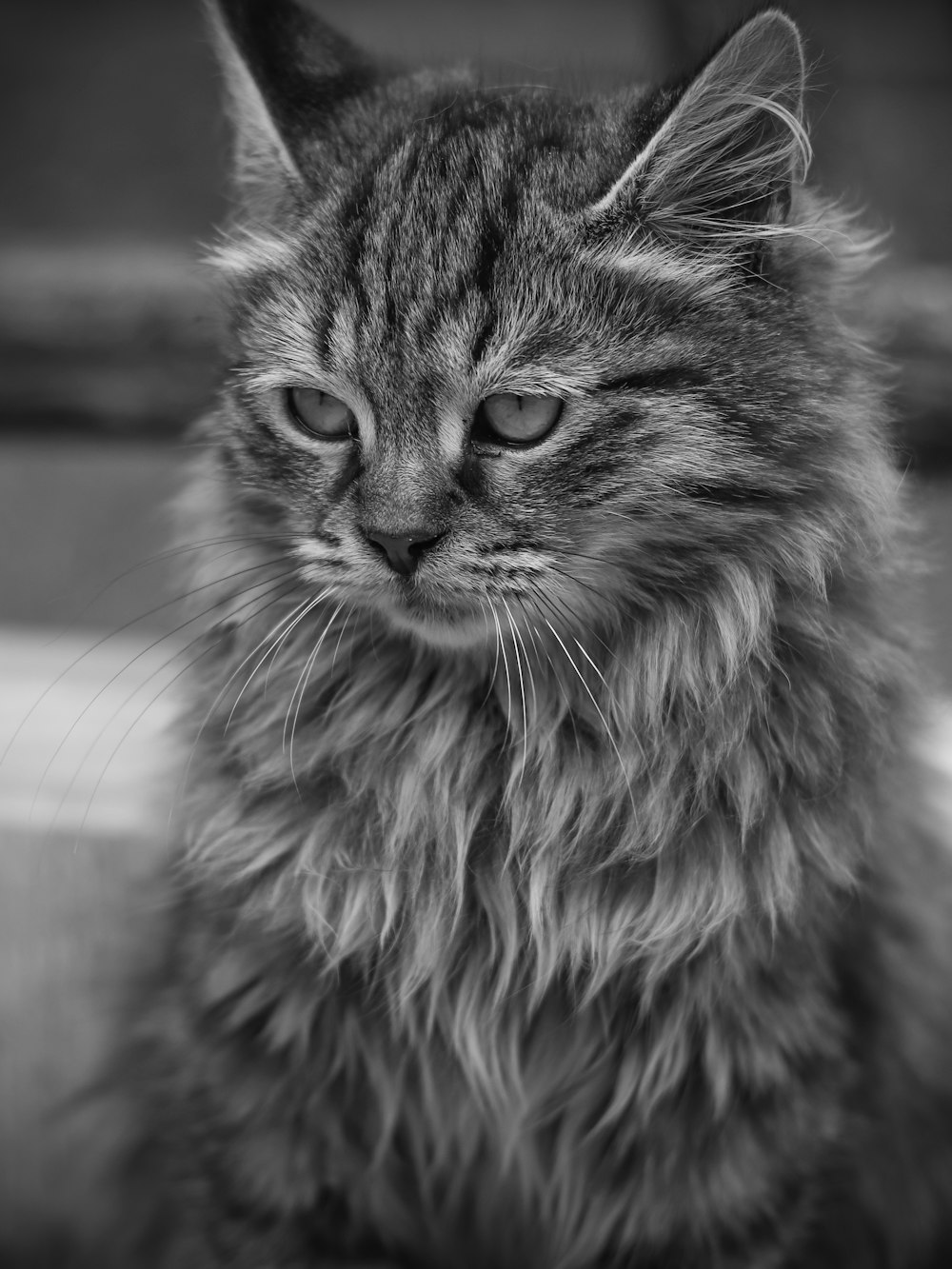 grayscale photo of long fur cat