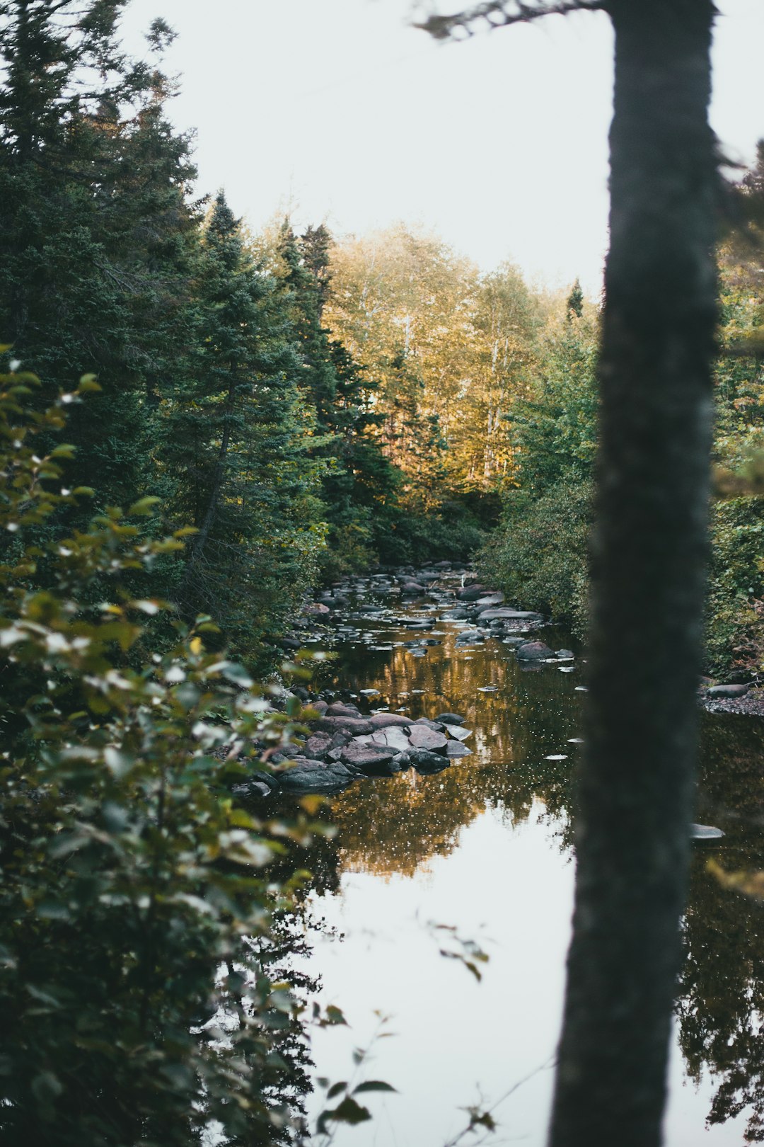 green trees beside river during daytime