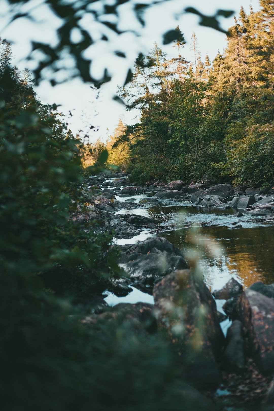 river in the middle of forest during daytime