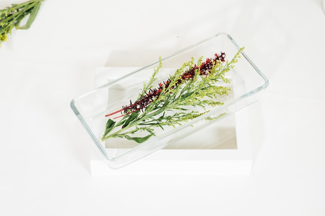 green plant in clear glass container