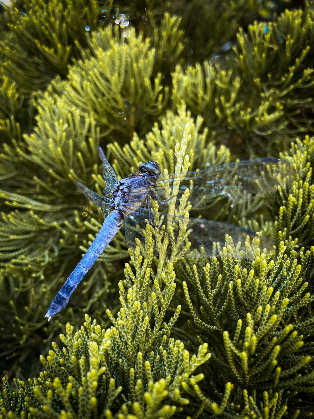 blue dragonfly perched on green pine tree during daytime