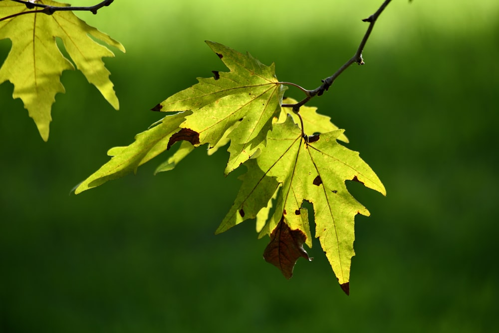 green maple leaf in close up photography