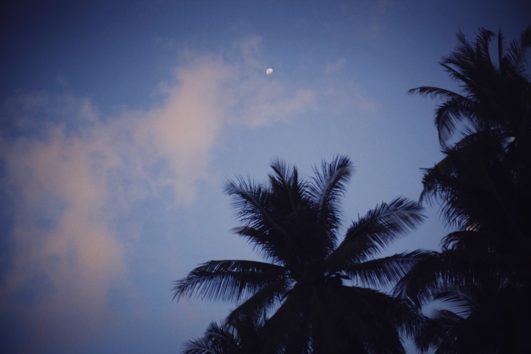 green palm tree under cloudy sky during daytime