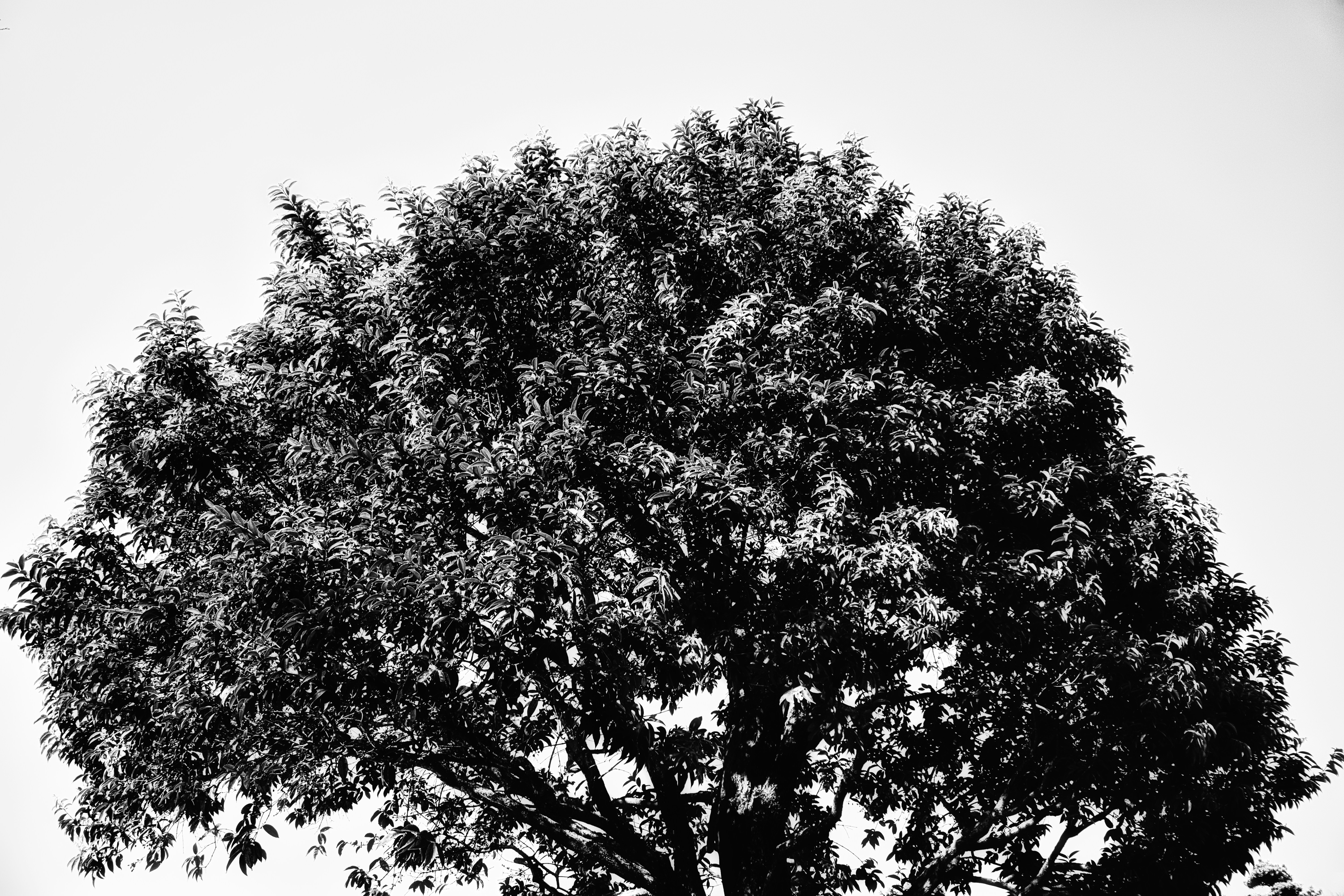 Photo by thomaskinto